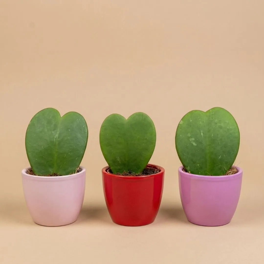 Urbanjungl Love plant set 3x mini pot Hoya Kerrii hart roze