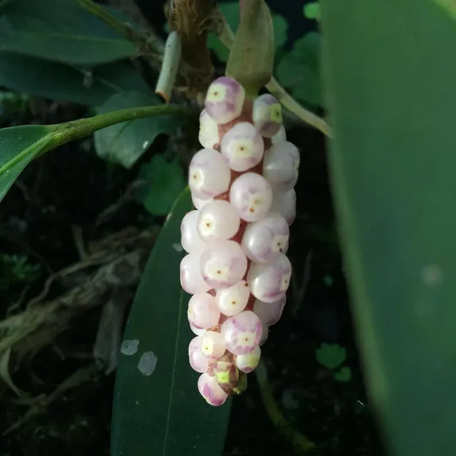 The Natural World Anthurium scandens plant