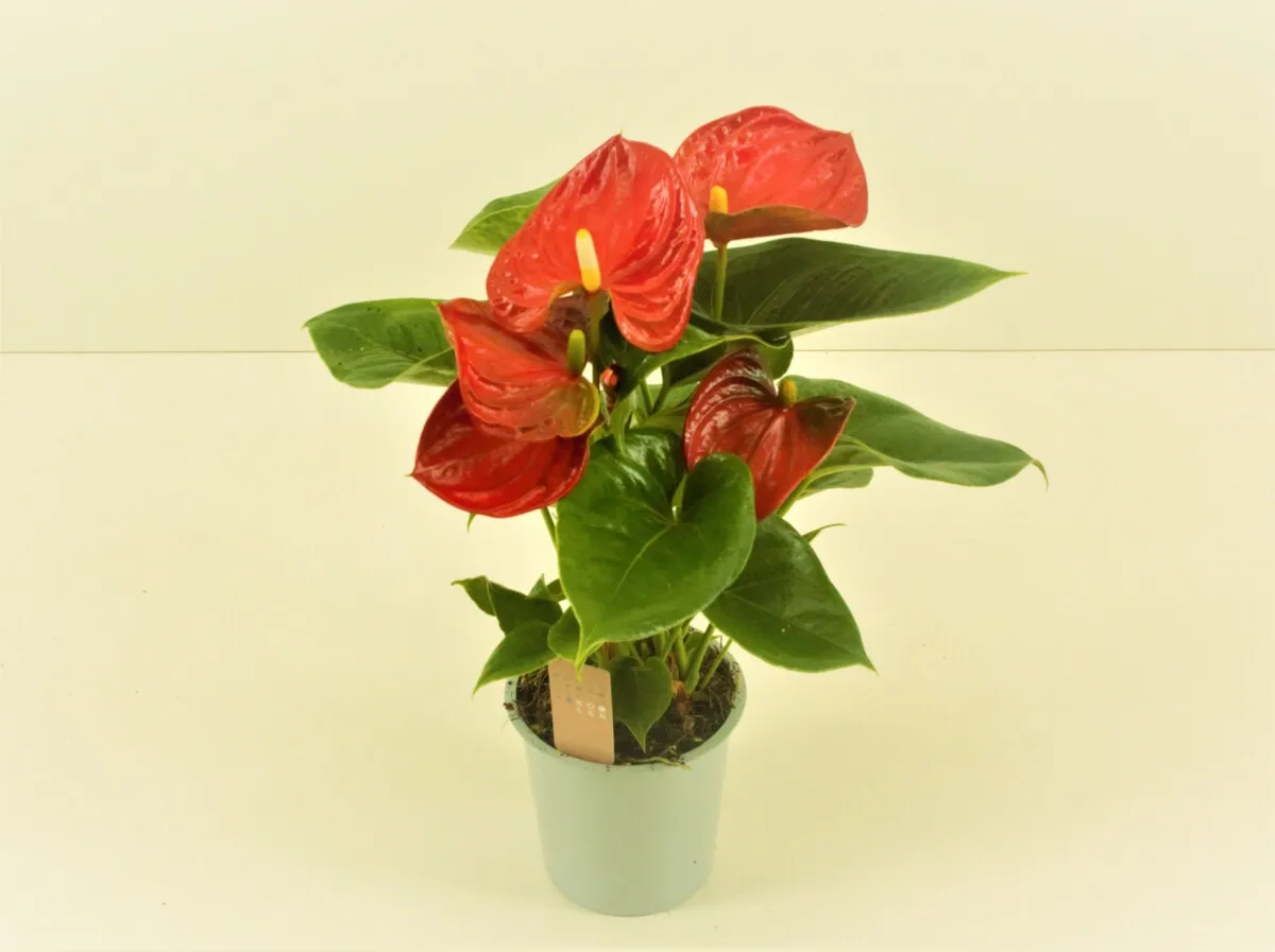 XL-Bloom YoungPlants XL.16 aardbeiplant Chelsey Red zoet