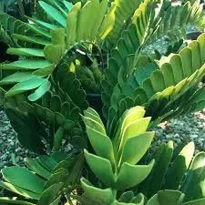 The Natural World Zamia furfuracea palm P9 groen