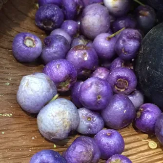 The Natural World Syzygium oleosum plant P9 eetbaar