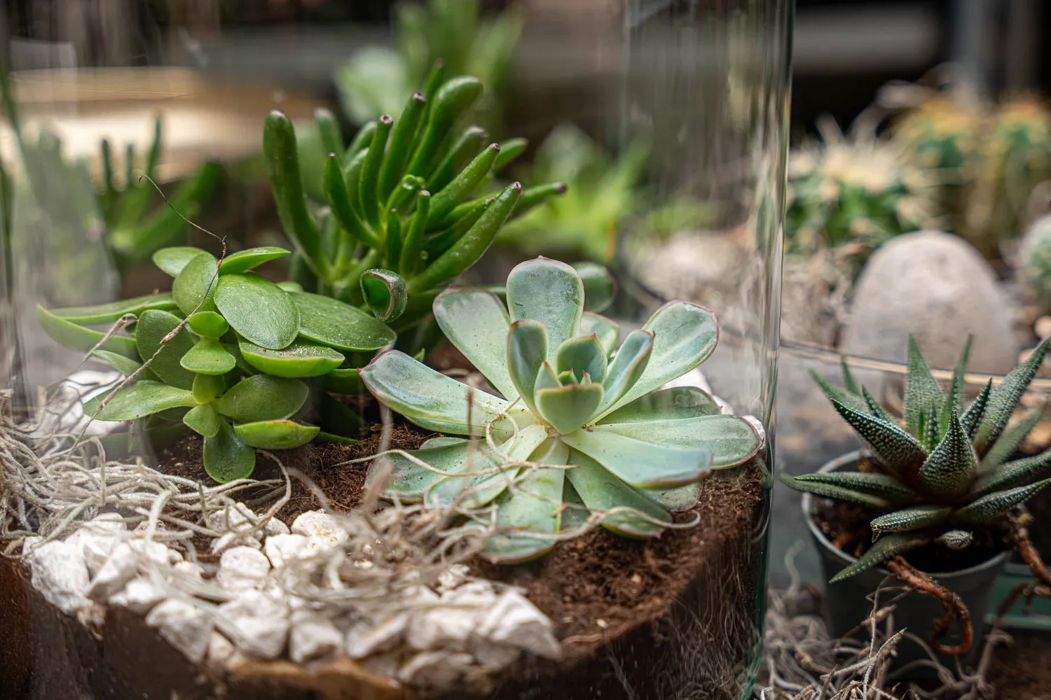 Urbanjungl Milky succulent terrarium DIY kit Ø 21 cm