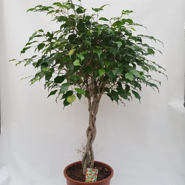 Tuincentrum Heerdink Ficus Benjamina Treurvijg Kamerplant Groen