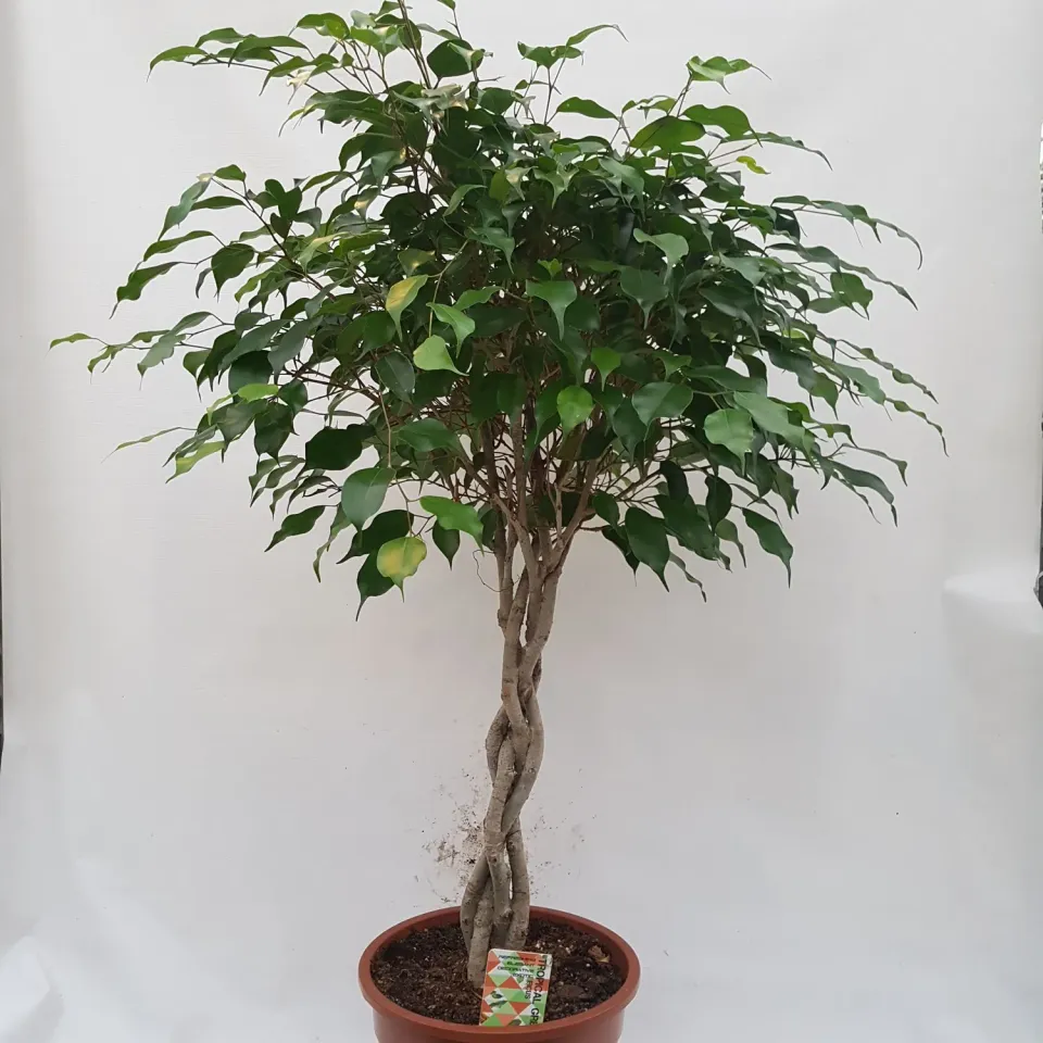 Tuincentrum Heerdink Ficus Benjamina Treurvijg Kamerplant Groen