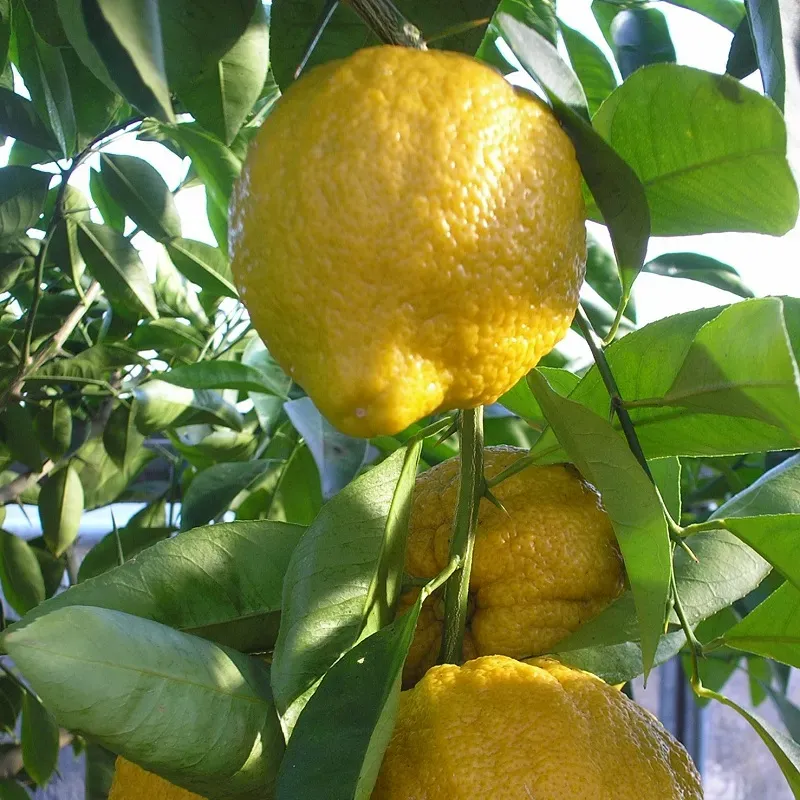 The Natural World Citrus Karna citrusboom eetbaar