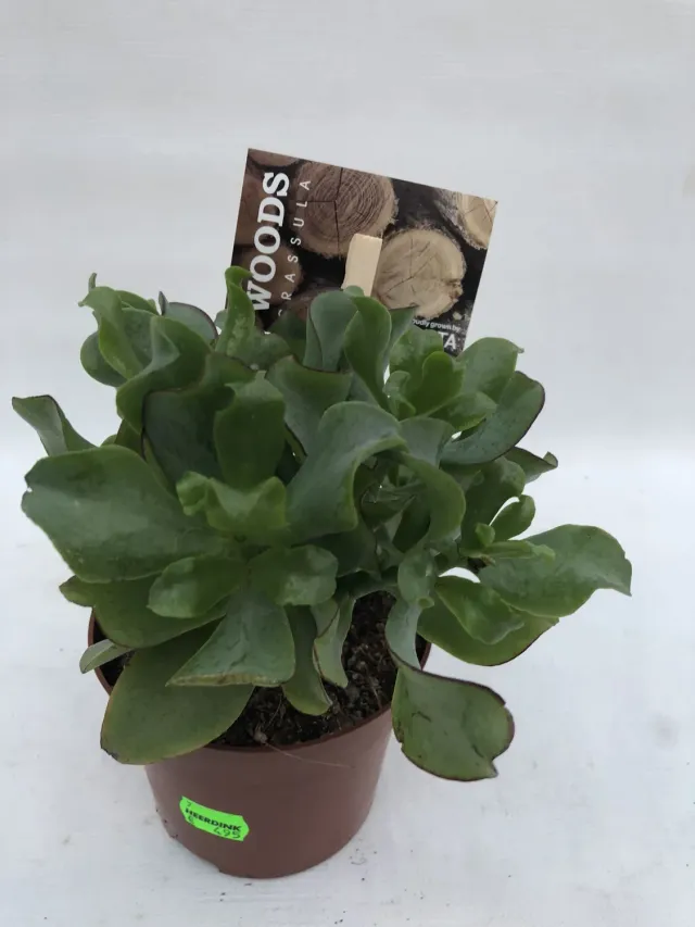 Tuincentrum Heerdink Crassula Undulatifolia vetplant kamerplant