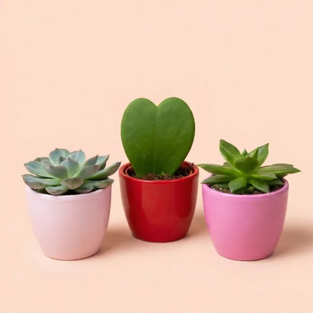 Urbanjungl Love plantenset 3x Hoya Kerrii mini pot roze rood