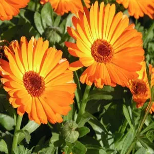 The Natural World Calendula officinalis plant P9 oranje