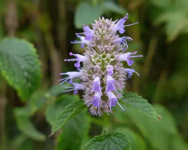 The Natural World Agastache rugosa kruid P9 eetbaar