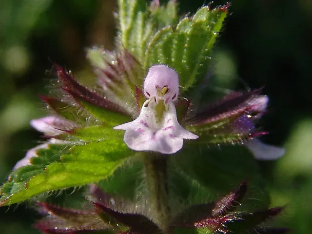 The Natural World Stachys arvensis akkerandoorn eetbaar