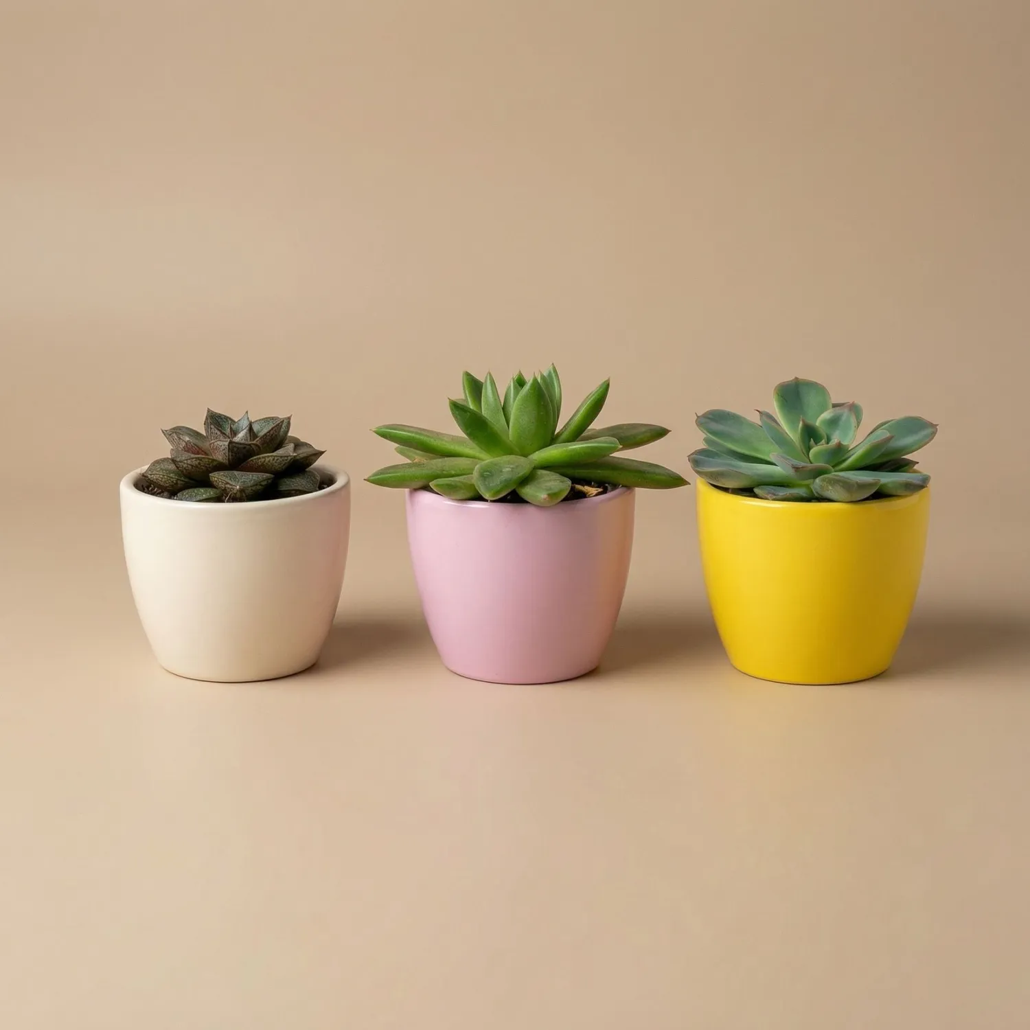 Urbanjungl Pastel Spring plantenset 3 cactus 6 cm pastelpot