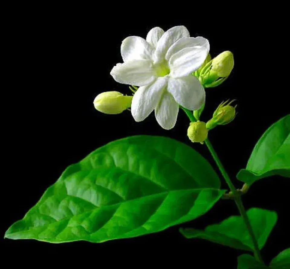 The Natural World Jasminum Maid of Orleans plant eetbaar