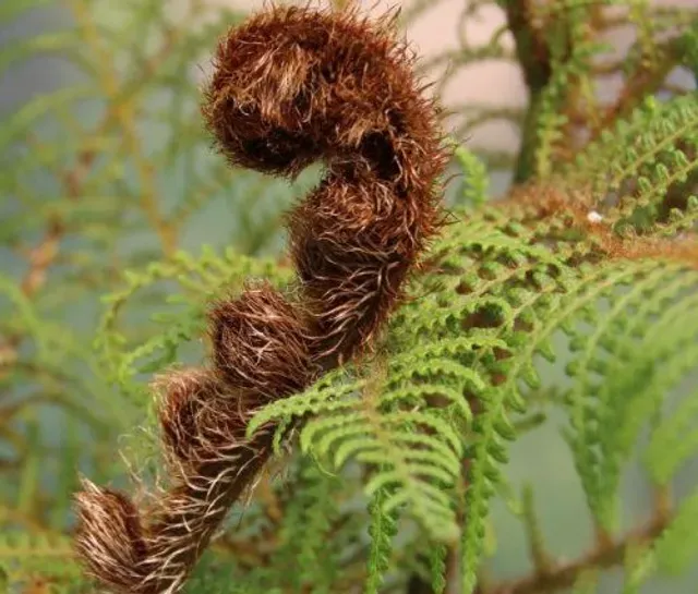 The Natural World Cyathea tomentosissima boomvaren groenblijvend