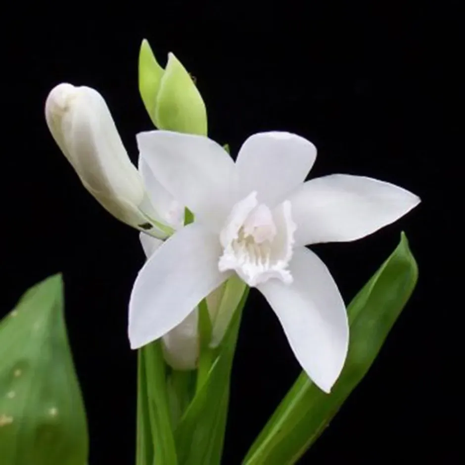The Natural World Bletilla striata alba plant P9 wit