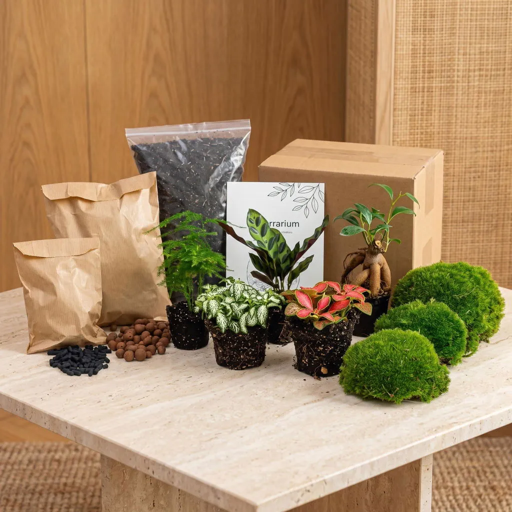 Urbanjungl Terrarium Startpakket 5 planten L/XL met mos
