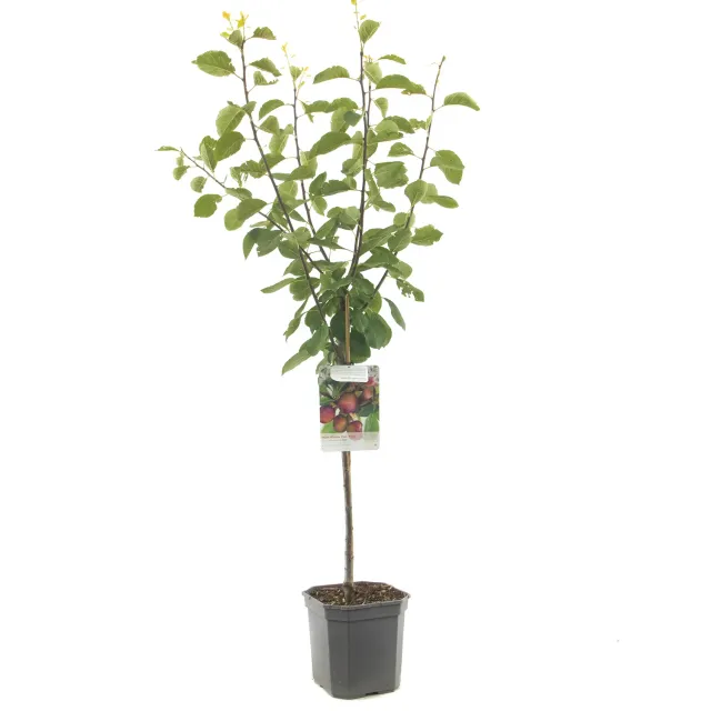 Tuincentrum Heerdink Prunus Opal pruimenboom zelfbestuivend