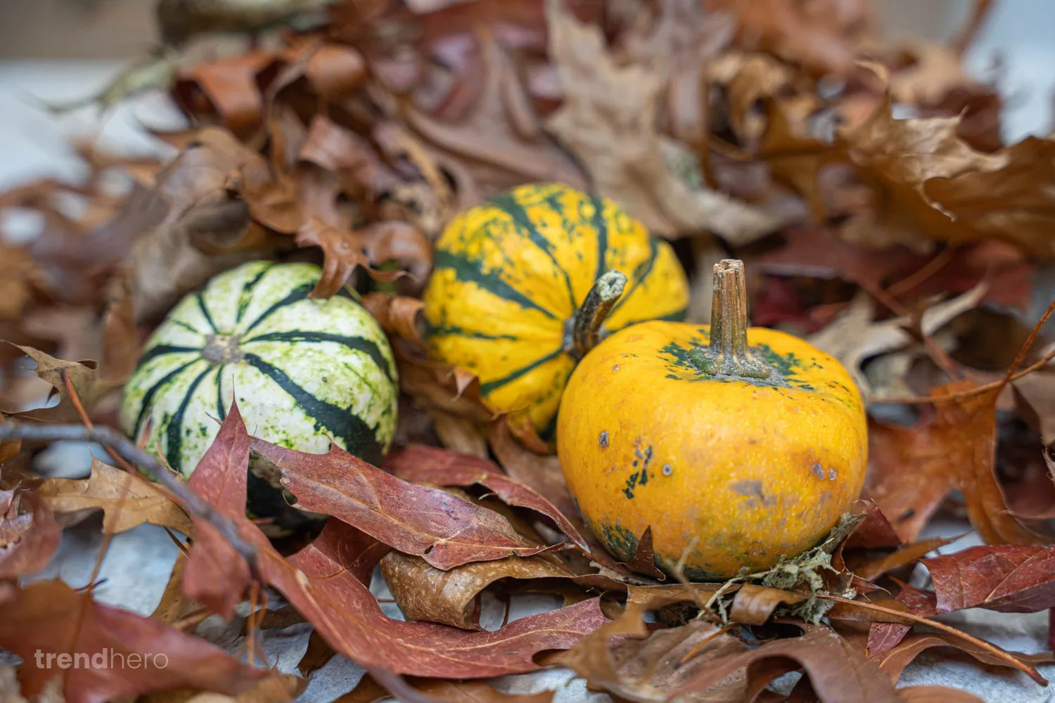 Urbanjungl Pumpkin mini pompoenen 3 stuks 6-8 cm