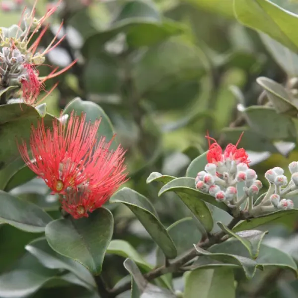 The Natural World Metrosideros thomasii kuipplant groenblijvend