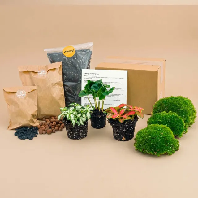 Urbanjungl Coffea Arabica terrarium navulpakket 3 planten