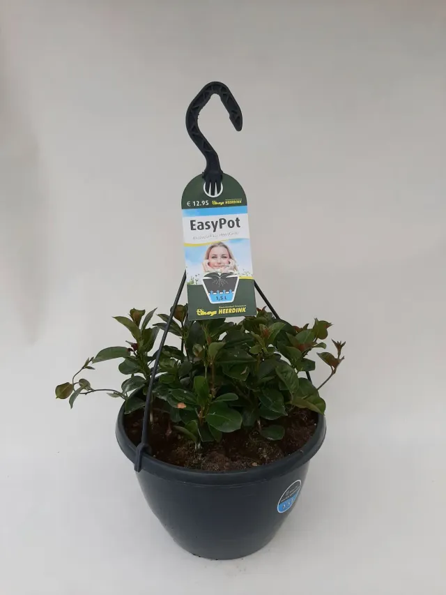 Tuincentrum Heerdink Sundaville rood kuipplant rood