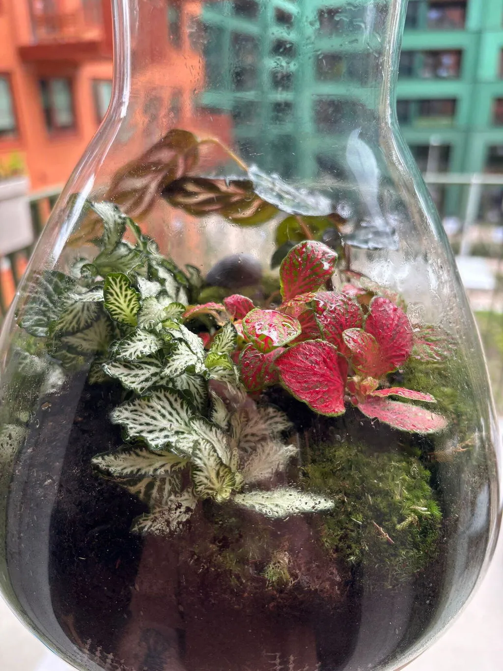 Urbanjungl Calathea Makoyana terrarium navulpakket 3 planten