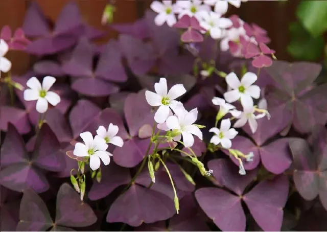 The Natural World Oxalis triangularis geluksklaver paars blad