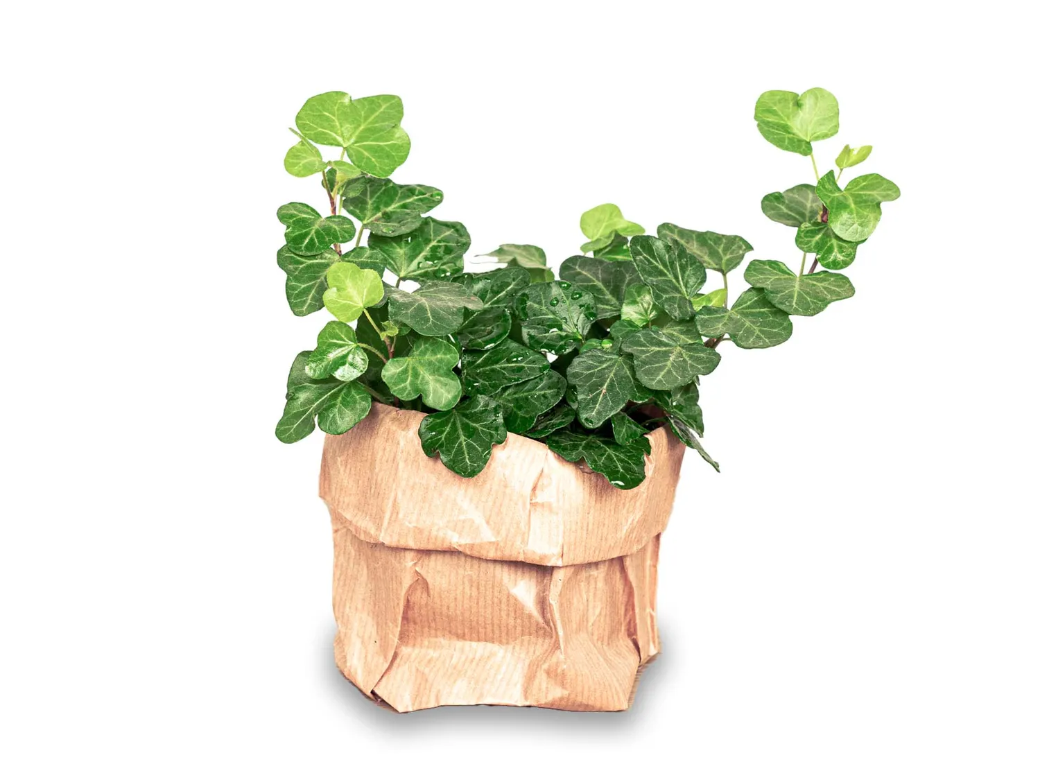 Urbanjungl Hedera helix klimop kamerplant pot 6 mini