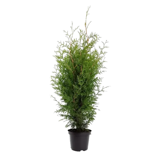 Thuja Brabant haagplant 80-100 cm winterhard