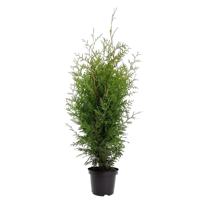 Thuja Brabant haagplant 80-100 cm winterhard