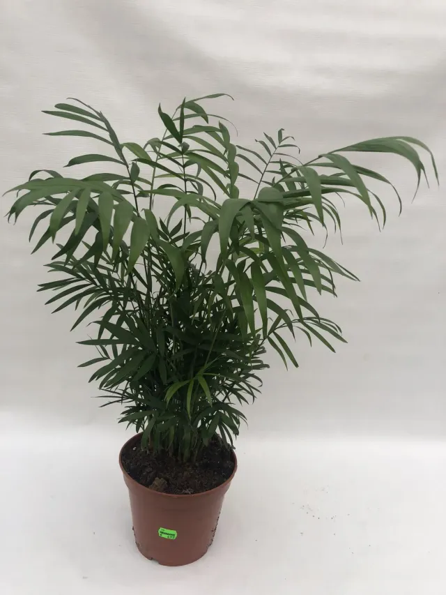 Chamaedorea Bergpalm Kamerplant 50 cm