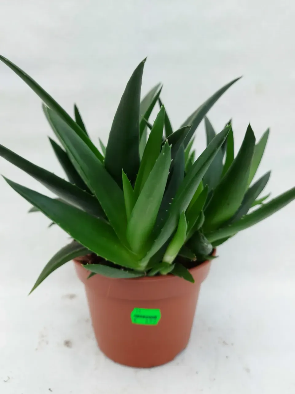 Tuincentrum Heerdink Aloe vetplant kamerplant groen