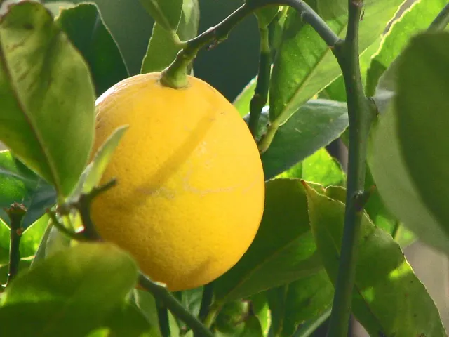The Natural World Citrus Meyeri citroenboom zachtzuur
