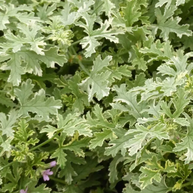 The Natural World Pelargonium Lady Plymouth geurgeranium
