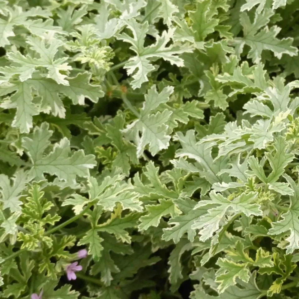 The Natural World Pelargonium Lady Plymouth geurgeranium