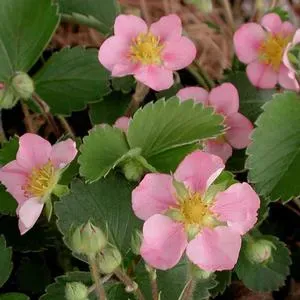 The Natural World Pink Panda aardbei plant roze eetbaar