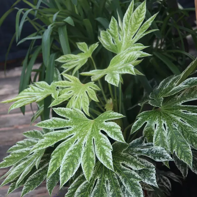 The Natural World Fatsia japonica Spiders Web plant