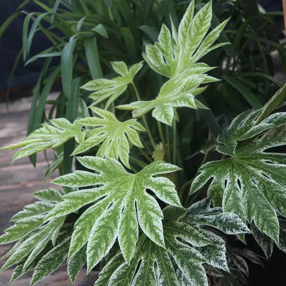 The Natural World Fatsia japonica Spiders Web plant