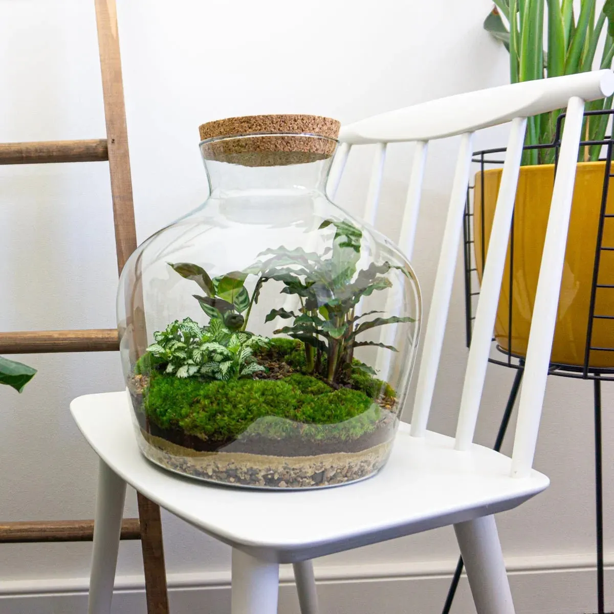 Urbanjungl Fat Joe plantenterrarium DIY kit met licht 29 cm