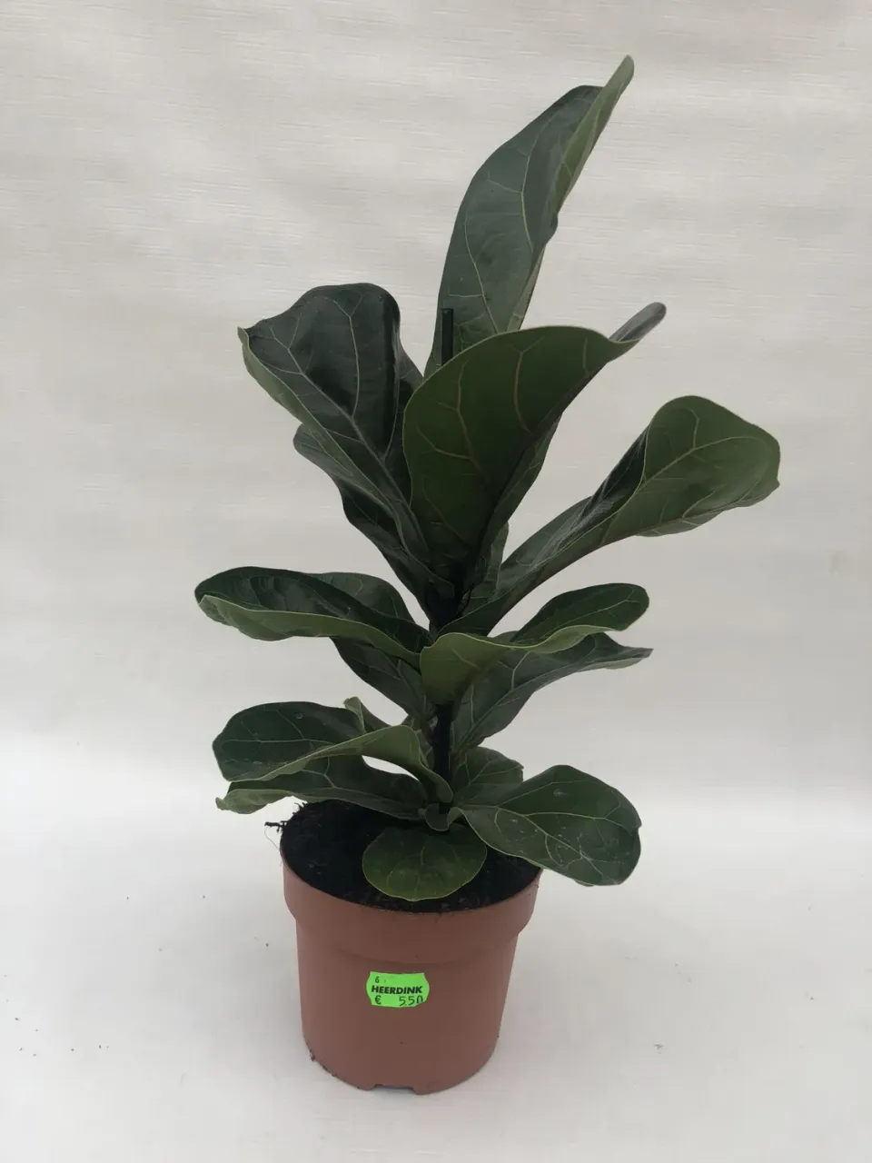 Tuincentrum Heerdink Ficus lyrata tabaksplant 50 cm