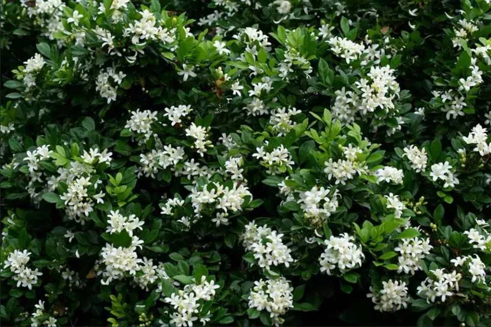 The Natural World Murraya paniculata kerrieplant eetbaar blad