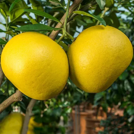 The Natural World Citrus maxima pompelmoesplant