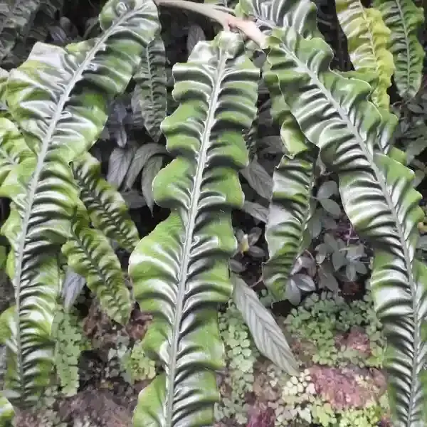The Natural World Alpinia rugosa gemberplant winterhard blad