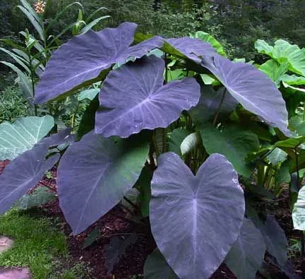The Natural World Colocasia Black Magic plant zwart blad