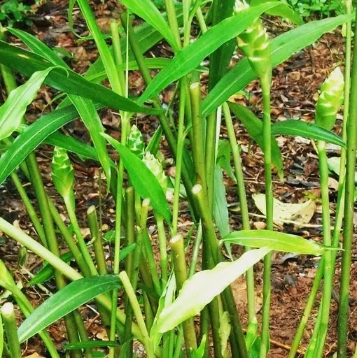 The Natural World Zingiber officinale gember plant eetbaar