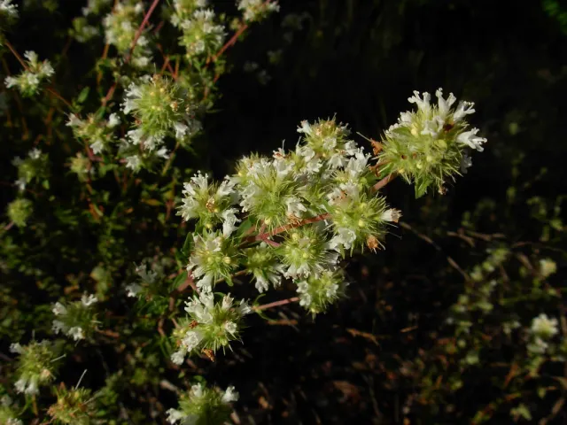 The Natural World Thymus mastichina tijmplant P9 eetbaar