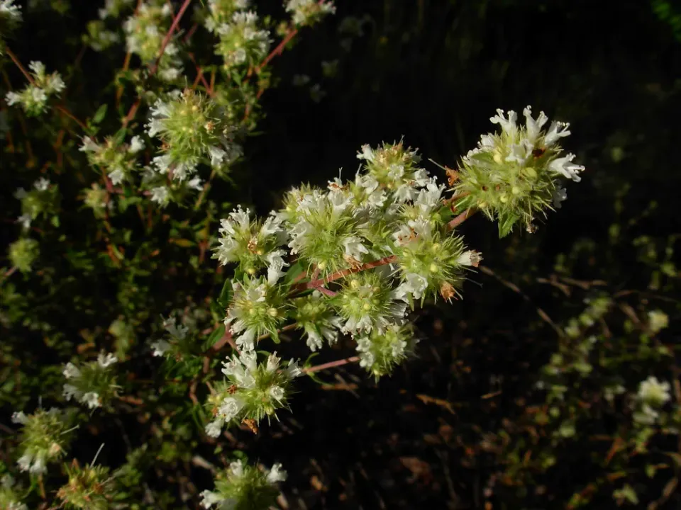 The Natural World Thymus mastichina tijmplant P9 eetbaar
