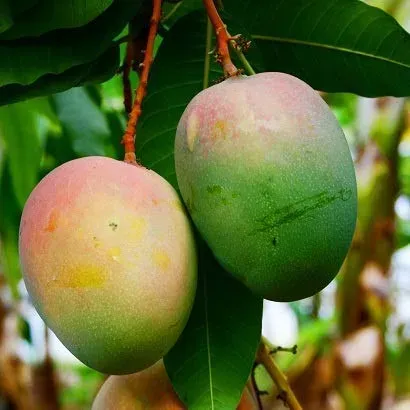 The Natural World Mangifera indica mangoboom eetbaar