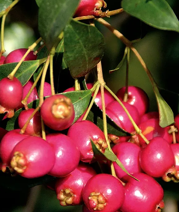 The Natural World Syzygium paniculatum struik pot groenblijvend