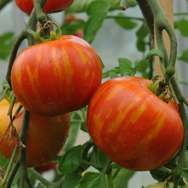 The Natural World Tomaat Tigerella tomatenplant eetbaar