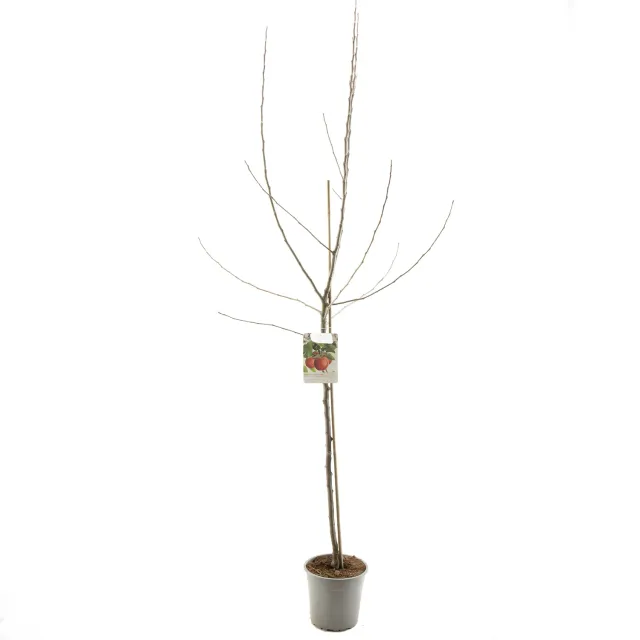 Tuincentrum Heerdink Malus Rode Jonathan handappel appelboom